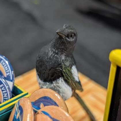 Lil' Magpie Lil' Magpie